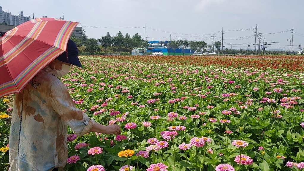 [픽! 제천] BTS 뮤비 찍은 제천비행장…백일홍 물결