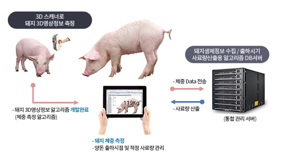 저울 대신 3D 카메라로 돼지 체중 측정…전북도, 시범 도입