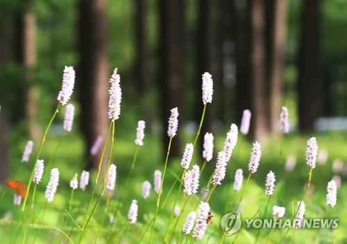 '산상의 화원' 정선 함백산에 산림 휴양시설 조성