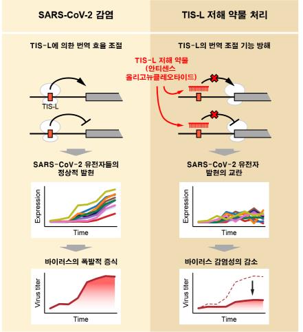 코로나19 감염 줄일까…바이러스 단백질 번역 조절 인자 발굴