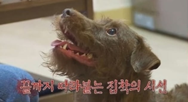 '개훌륭' 안락사 고민하던 광란의 犬 보리, 강형욱 훈련 후 안정 "괜찮은 개다" [종합]