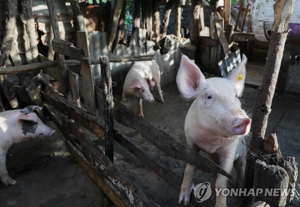 40년만에 미주 상륙한 돼지열병…도미니카共 대규모 살처분 위기