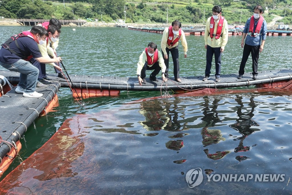 남해안 바닷물 온도 일단 떨어져…경남 폐사어류 600만마리 넘겨