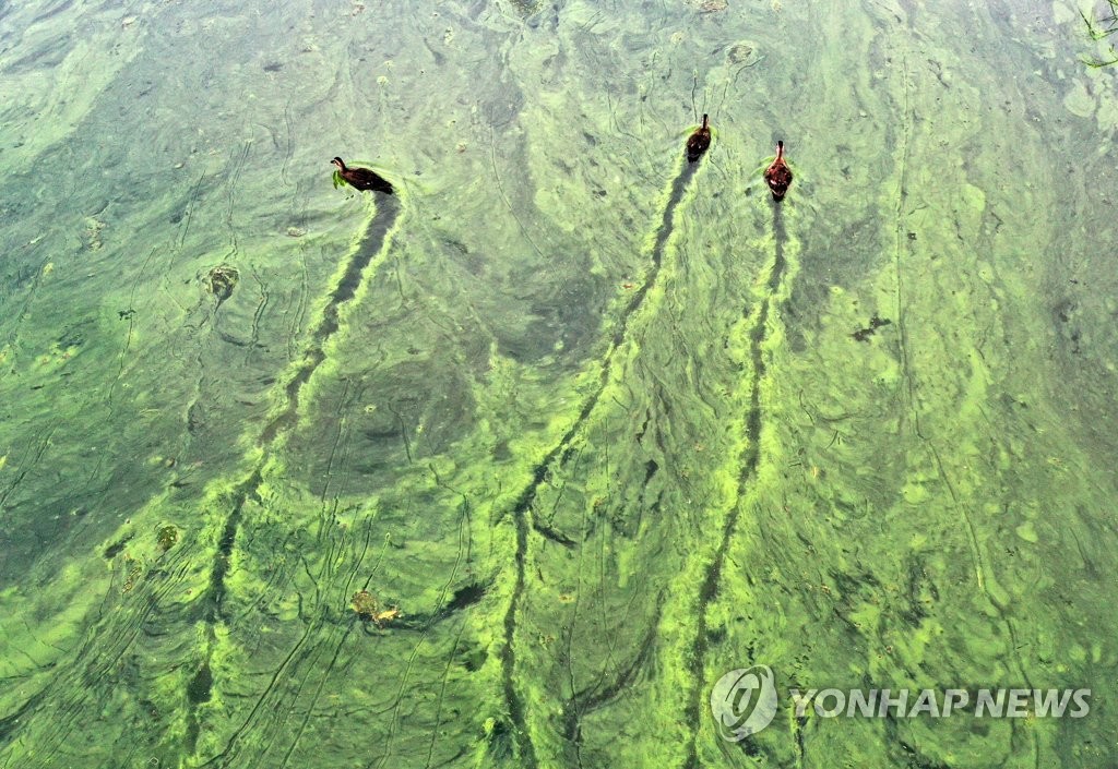 '녹조 위 궤적 그리며 헤엄치는 오리들'…녹색으로 변한 소양강