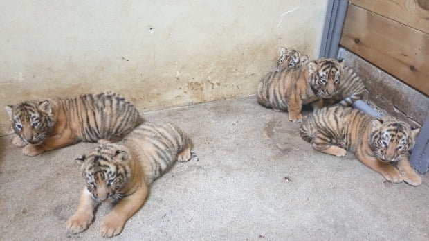 삼성물산 리조트부문이 운영하는 에버랜드는 지난 6월 27일 암컷 3마리와 수컷 2마리의 한국호랑이가 태어나 건강하게 성장하고 있다고 12일 밝혔다. /사진=연합뉴스