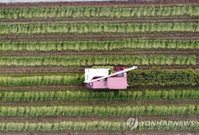 1년에 두 번 수확 '빠르미'…일반 농가에서 대량 재배 성공