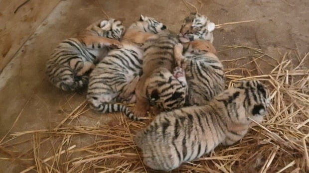 에버랜드 동물원이 지난 6월 27일 자연번식으로 태어나 오는 광복절에 생후 50일을 맞는 한국호랑이 5남매의 사진을 12일 공개했다. /사진=뉴스1