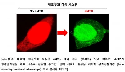 셀리버리 "글로벌 제약사에 TSDT 세포투과능 데이터 제출"