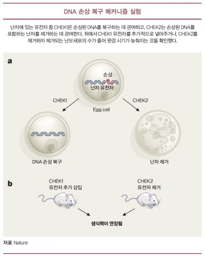 [과학에서 산업찾기] 완경 시기를 늦추는 유전자 발견, 불임 치료 시장 새 길 열릴까