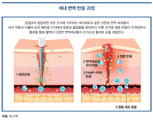 [이승우의 면역학 강의] 면역세포는 어떻게 감염균을 알아차릴까