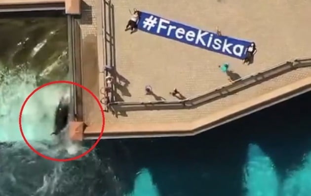 마린랜드 아쿠아리움을 찾아간 동물권운동가들은 키스카의 수조 옆에 '#freekiska'라고 적힌 플래카드를 설치하고 시위를 벌이고 있다. /사진='walruswhisperer' 트위터