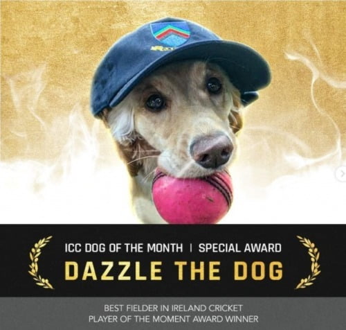 아일랜드 여자 크리켓 경기장에 난입한 강아지 '대즐'이 '이달의 선수상'을 받게 됐다. /사진=국제크리켓평의회(ICC) 인스타그램