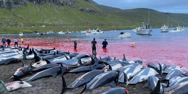 돌고래 사냥 전통을 이어가고 있는 페로 제도에서 하루 만에 1400마리가 넘는 돌고래가 학살당했다. /사진=씨 셰퍼드(Sea Shepherd) 트위터 