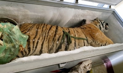 "정력에 좋다더니…" 160kg 호랑이 사체, 베트남 가정집서 발견