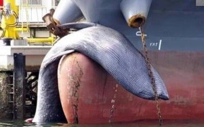 뱃머리 걸린 긴수염고래 사체 '비극'…선원 "부딪친 줄 몰랐다"