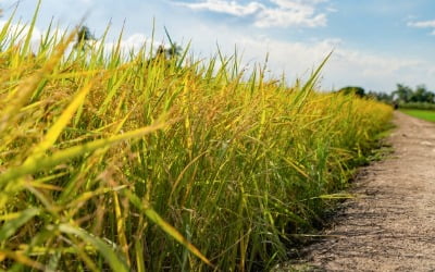 "계속 성장 보여주겠다"는 120살 '글로벌 곡물 메이저 회사'