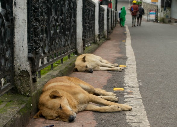 인도 카르나타카주의 한 마을에서 150여 마리의 개가 매장된 채 발견됐다. /사진=게티이미지뱅크 