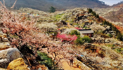 빛그린 광양매실, 스위스 제약사 건기식 원료로 쓰는 광양매실