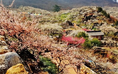 빛그린 광양매실, 스위스 제약사 건기식 원료로 쓰는 광양매실