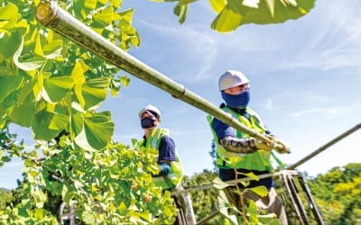 [포토] ‘악취 주범’ 은행나무 열매 채취