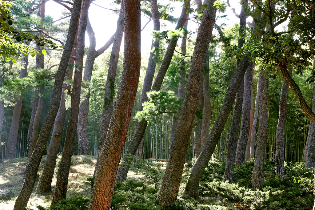 [imazine] 대한민국 구석구석, 영화가 되다 ② 부산 기장 아홉산숲