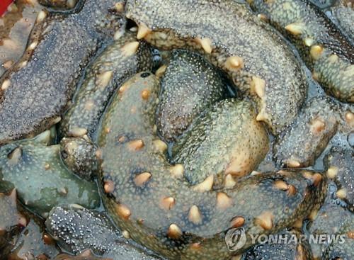 [알쏭달쏭 바다세상Ⅲ](32) 쫄깃한 식감에 진한 바다향…강장식품 해삼