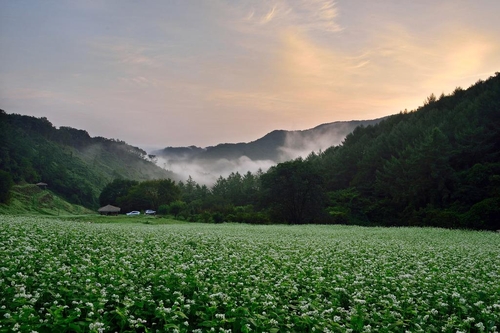 [고침] 지방([픽! 청주] 눈 내린 듯…새하얀 메밀꽃 만개)