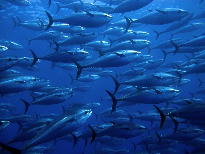 "참다랑어 몸 안에 쌓인 수은량으로 세계 바다 오염 측정"