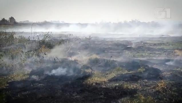 남미 판타나우 생태계 위기…작년 불로 동물 1천700만마리 죽어