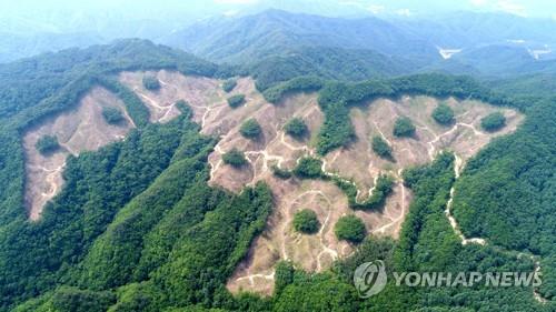 벌채 가능 면적 50㏊서 30㏊로 축소…인접 지역 4년간 벌채 제한