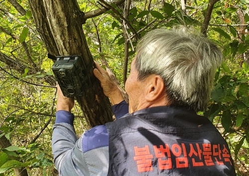 "송이 불법채취 꼼짝마" 산지 주민들 24시간 단속활동