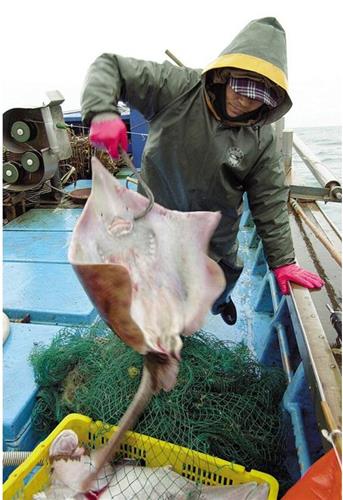 국가중요어업유산 흑산홍어잡이 본격화…가격도 좋아