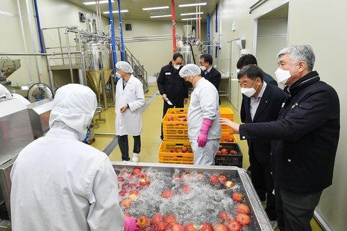 정선 사과 생산량 1만t까지 확대…농가소득 300억