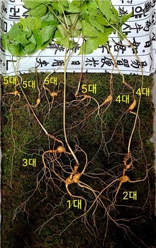 또 발견된 `100년` 천종산삼…억소리 나는 감정가