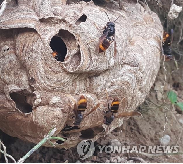 추석 연휴 성묘 때 벌집 발견했다면 자세 낮추고 천천히 이동