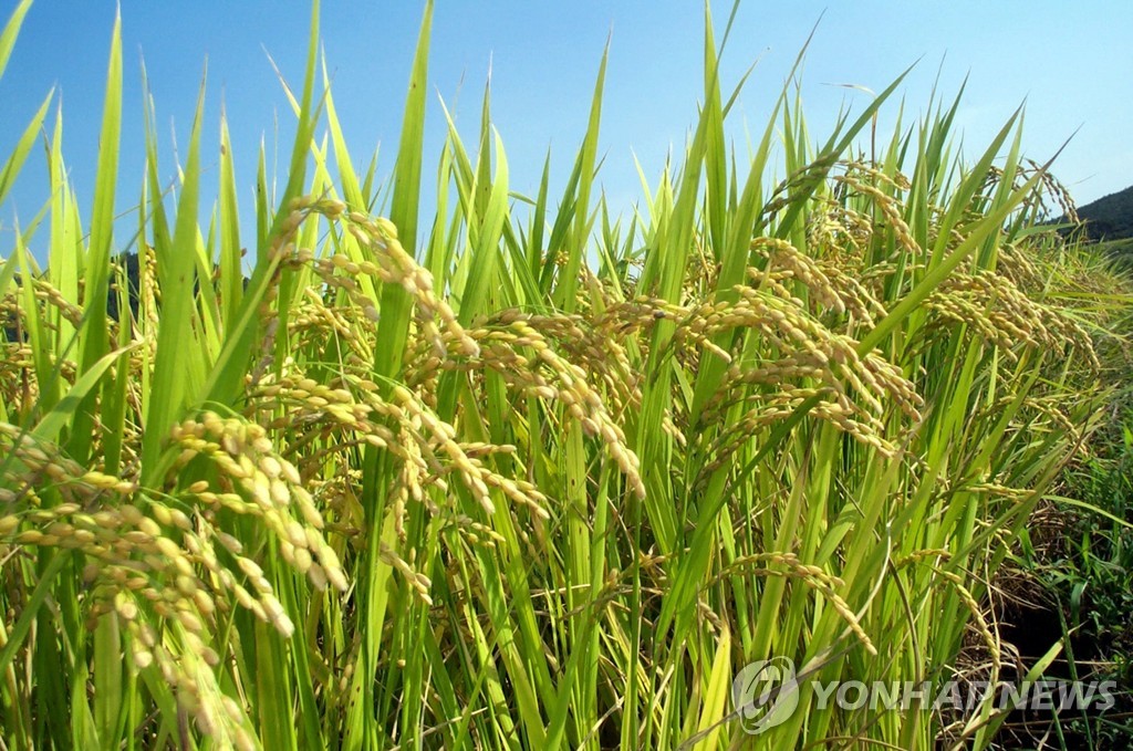 공공비축 쌀 매입량 35만→45만t 확대…2023년 소비기한 표시제 시행