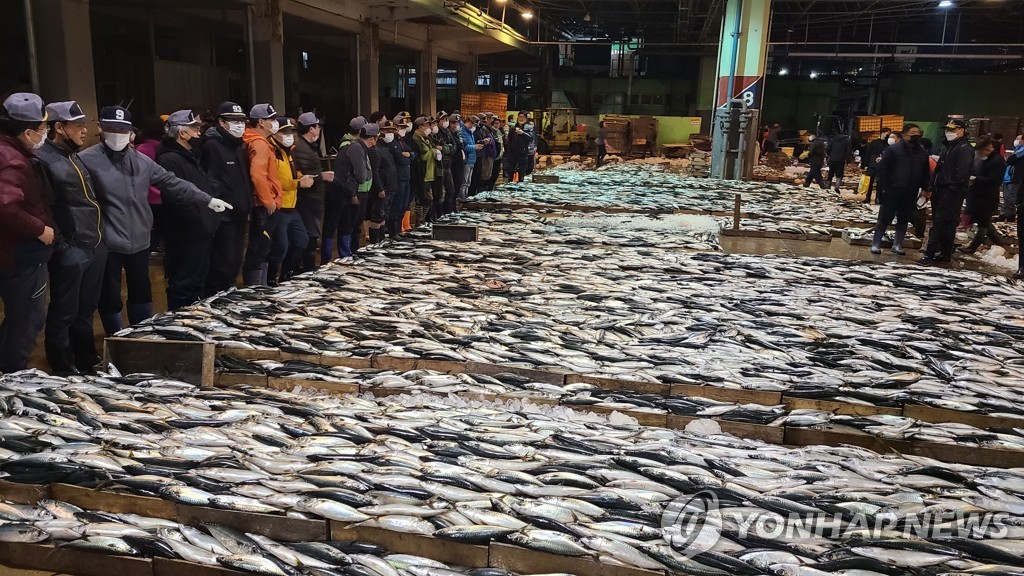 고등어 풍어에 부산공동어시장 위판실적 증가