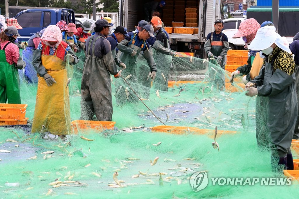 제주 근해 참조기 어장 형성…위판량 26% 증가