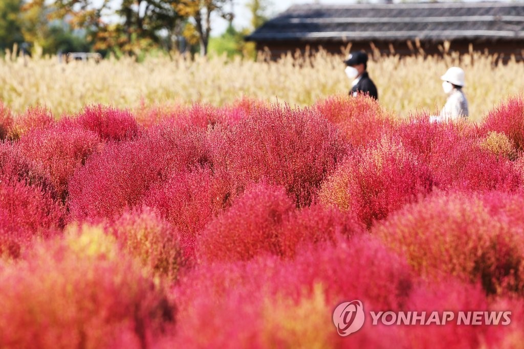 가을 들판 붉게 물들이는 외래식물 '댑싸리'…환경 유해성 없나