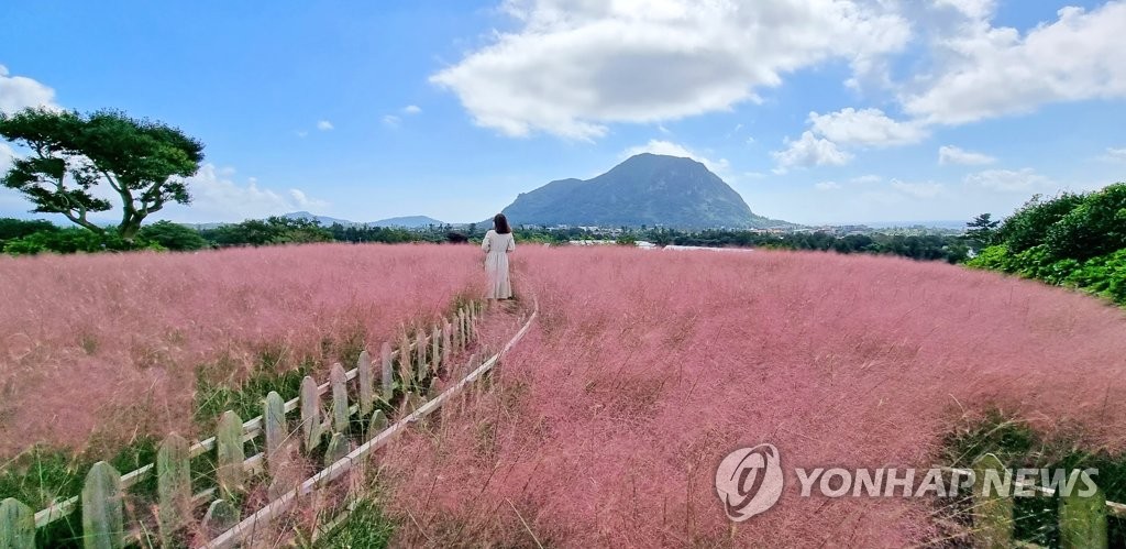 가을 들판 붉게 물들이는 외래식물 '댑싸리'…환경 유해성 없나