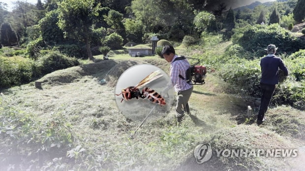 여수서 벌초하던 70대 벌에 쏘여 숨져…"독성 강해 주의 요망"