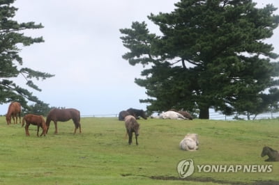 '완연한 가을' 전국 명소 북적…벌초·성묘객 발길도