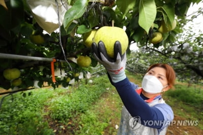 익산 배, 대만·캐나다에 150ｔ 수출…연말까지 500ｔ 선적