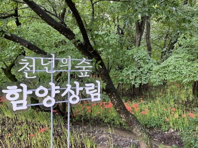 "여기 가보세요"…함양산삼항노화엑스포 힐링 코스네