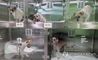 춘천시 반려동물 민원 하루평균 15건…인식전환 캠페인 추진