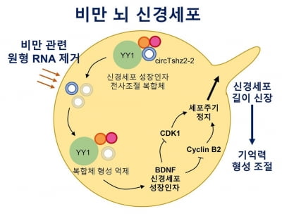 "비만이 기억 형성 방해"…전남대 의과대학, 연구 결과 발표