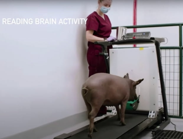 일론 머스크가 창업한 뇌신경과학 스타트업 뉴럴링크가 컴퓨터 칩을 뇌에 이식한 돼지를 2020년 8월 28일 공개했다.  /뉴럴링크 홈페이지 캡처