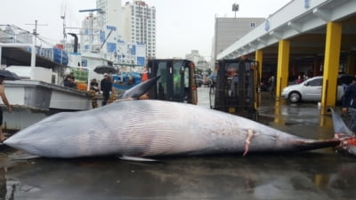 울산 앞바다서 7.6m 밍크고래 혼획…1억1700만원에 팔려