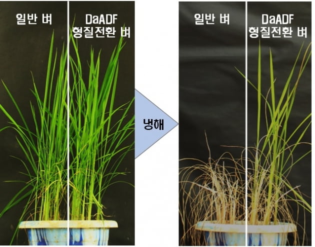 영하 가까운 추위에서 살아남는 벼 만든다