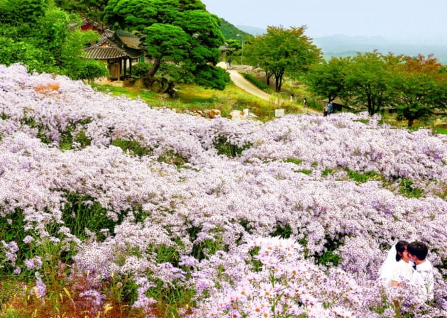 지천에 핀 개미취…가을과 꽃맞춤